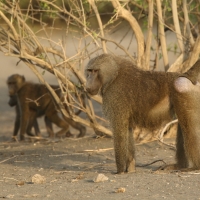Pawian masajski - Papio cynocephalus - Yellow baboon