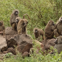 Pawian masajski - Papio cynocephalus - Yellow baboon