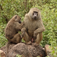 Pawian masajski - Papio cynocephalus - Yellow baboon