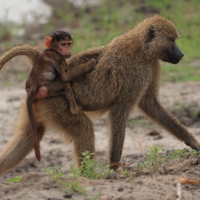 Pawian masajski - Papio cynocephalus - Yellow baboon
