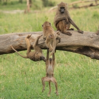 Pawian masajski - Papio cynocephalus - Yellow baboon
