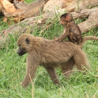 Pawian masajski - Papio cynocephalus - Yellow baboon