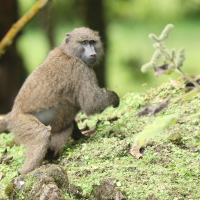 Pawian oliwkowy - Papio anubis - Olive baboon