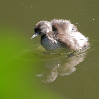 Perkoz białoskrzydły -Tachybaptus dominicus - Least Grebe