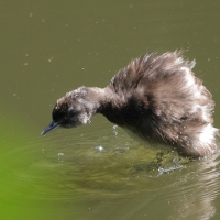 Perkoz białoskrzydły -Tachybaptus dominicus - Least Grebe