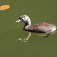 Perkoz białoskrzydły -Tachybaptus dominicus - Least Grebe