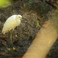 Czapla śnieżna - Snowy Egret