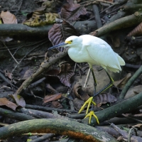 Czapla śnieżna - Snowy Egret
