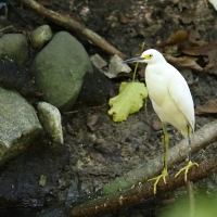 Czapla śnieżna - Snowy Egret