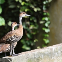 Drzewica karaibska - Dendrocygna arborea  - West Indian Whistling Duck