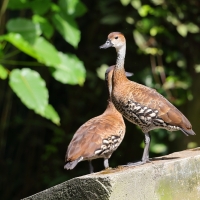 Drzewica karaibska - Dendrocygna arborea  - West Indian Whistling Duck
