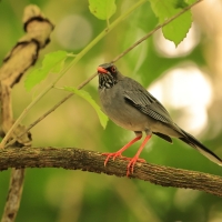 Drozd karaibski - Turdus plumbeus - Red-legged Thrush