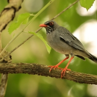 Drozd karaibski - Turdus plumbeus - Red-legged Thrush