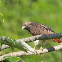 Myszołów rdzawosterny - Buteo jamaicensis - Red-tailed Hawk