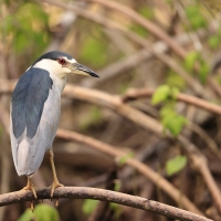 Ślepowron - Nycticorax nycticorax - Black-crowned Night-Heron