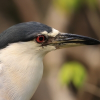 Ślepowron - Nycticorax nycticorax - Black-crowned Night-Heron