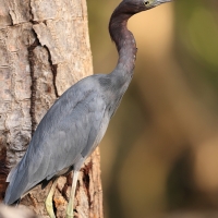 Czapla śniada - Egretta caerulea - Little Blue Heron