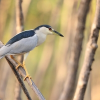 Ślepowron - Nycticorax nycticorax - Black-crowned Night-Heron