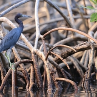 Czapla śniada - Egretta caerulea - Little Blue Heron