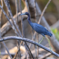 Czapla śniada - Egretta caerulea - Little Blue Heron
