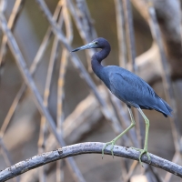Czapla śniada - Egretta caerulea - Little Blue Heron