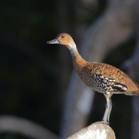 Drzewica karaibska - Dendrocygna arborea  - West Indian Whistling Duck