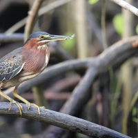 Czapla zielona - Butorides virescens - Green Heron
