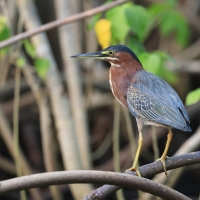 Czapla zielona - Butorides virescens - Green Heron