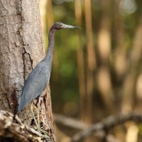 Czapla śniada - Egretta caerulea - Little Blue Heron