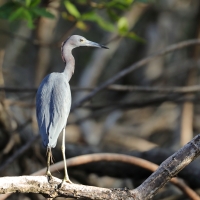 Czapla śniada - Egretta caerulea - Little Blue Heron