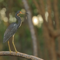 Czapla trójbarwna - Egretta tricolor - Tricolored Heron