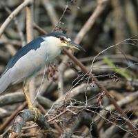 Ślepowron - Nycticorax nycticorax - Black-crowned Night-Heron