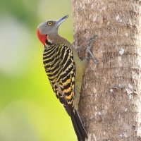 Dzięciur płowy - Melanerpes striatus - Hispaniolan Woodpecker