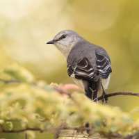 Przedrzeźniacz północny - Mimus polyglottos - Northern Mockingbird