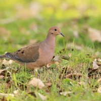 Gołębiak długosterny - Zenaida macroura - Mourning Dove