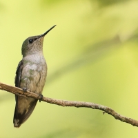 Węglik antylski - Anthracothorax dominicus - Antillean Mango