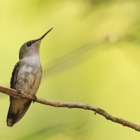 Węglik antylski - Anthracothorax dominicus - Antillean Mango