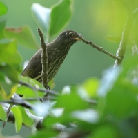 Palmowiec - Dulus dominicus - Palmchat