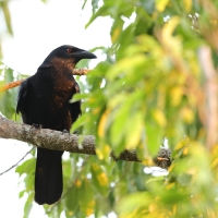 Wrona antylska - Corvus leucognaphalus - White-necked Crow