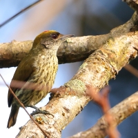 Hispaniolak - Nesoctites micromegas - Antillean Piculet