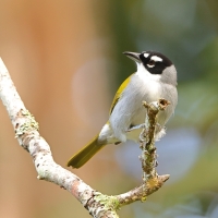 Hispaniolczyk czarnołbisty - Phaenicophilus palmarum - Black-crowned Palm-Tanager