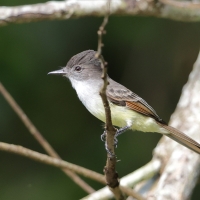 Muchołap pręgoskrzydły - Myiarchus stolidus - Stolid Flycatcher