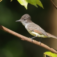 Muchołap pręgoskrzydły - Myiarchus stolidus - Stolid Flycatcher