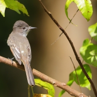 Muchołap pręgoskrzydły - Myiarchus stolidus - Stolid Flycatcher