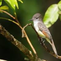 Muchołap pręgoskrzydły - Myiarchus stolidus - Stolid Flycatcher