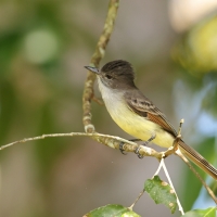 Muchołap pręgoskrzydły - Myiarchus stolidus - Stolid Flycatcher