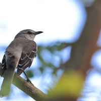 Przedrzeźniacz północny - Mimus polyglottos - Northern Mockingbird