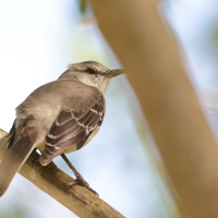 Przedrzeźniacz północny - Mimus polyglottos - Northern Mockingbird