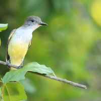 Muchołap pręgoskrzydły - Myiarchus stolidus - Stolid Flycatcher