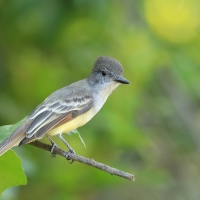 Muchołap pręgoskrzydły - Myiarchus stolidus - Stolid Flycatcher